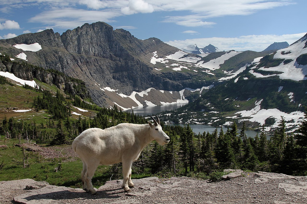 A mountain goat